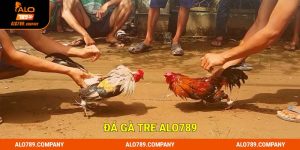 Đá gà tre