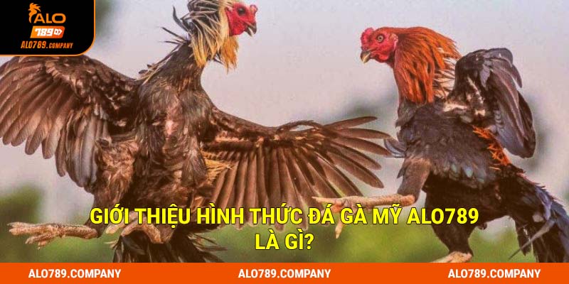 Giới thiệu hình thức đá gà mỹ Alo789 là gì?