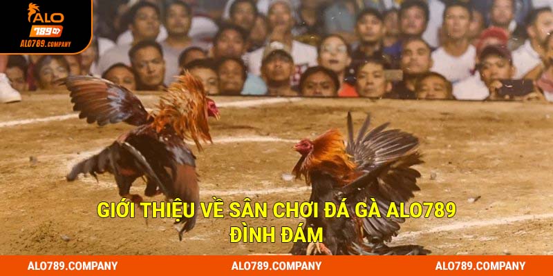 Giới thiệu về sân chơi đá gà Alo789 đình đám