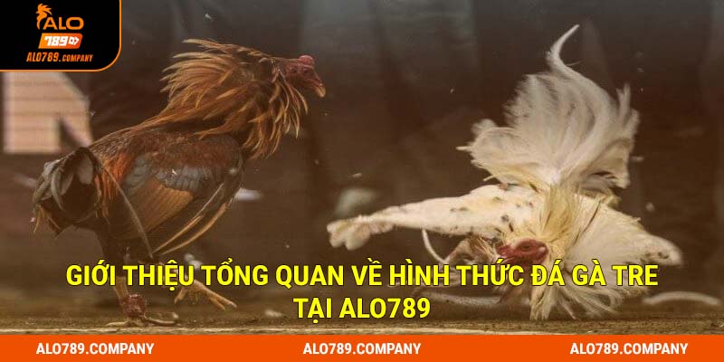 Đá Gà Tre ALO789 - Trải Nghiệm Những Trận Đấu Kê Kịch Tính 1 Giới thiệu tổng quan về hình thức đá gà tre tại Alo789
