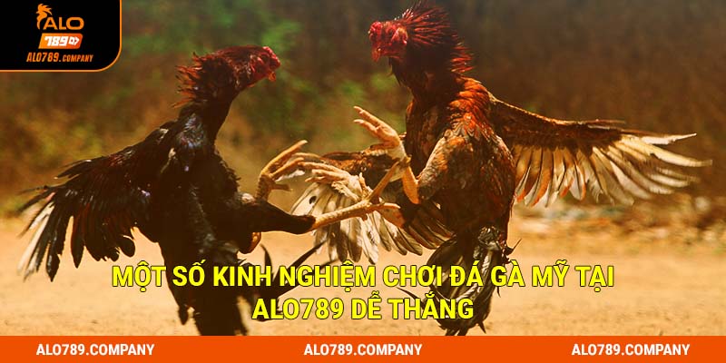 Một số kinh nghiệm chơi đá gà mỹ tại Alo789 dễ thắng