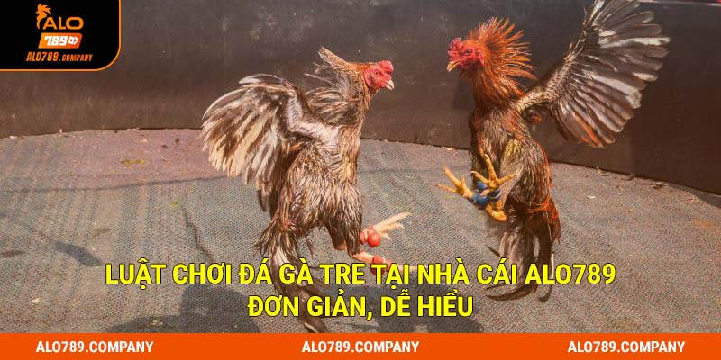 Đá Gà Tre ALO789 - Trải Nghiệm Những Trận Đấu Kê Kịch Tính 2 Luật chơi đá gà tre tại nhà cái Alo789 đơn giản, dễ hiểu