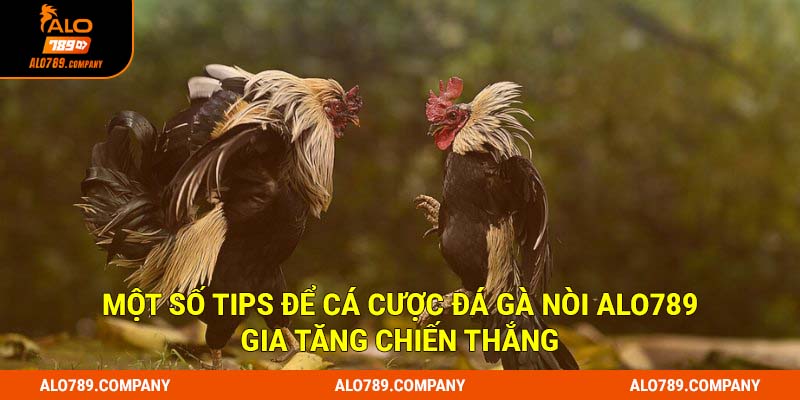 Một số tips để cá cược đá gà nòi Alo789 gia tăng chiến thắng